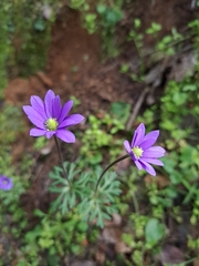 Anemone decapetala