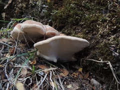 Laetiporus portentosus