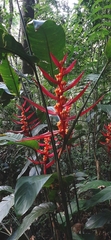 Heliconia angusta