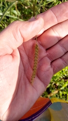Setaria pumila