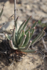 Dudleya edulis