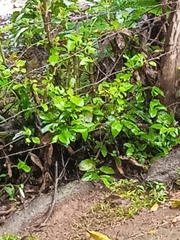 Crescentia cujete