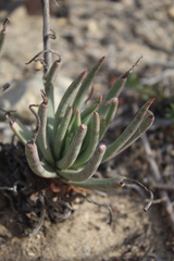 Dudleya edulis