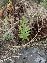 Phlebodium pseudoaureum