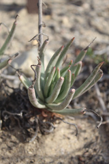 Dudleya edulis