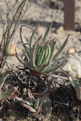 Dudleya edulis