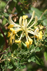 Lonicera periclymenum