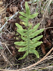 Phlebodium pseudoaureum