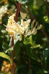 Lonicera periclymenum