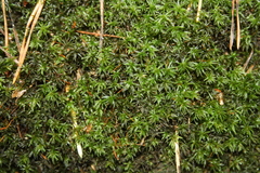 Atrichum undulatum