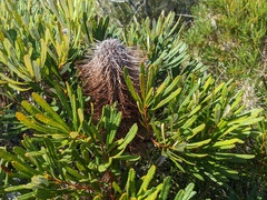 Banksia collina