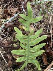 Phlebodium pseudoaureum