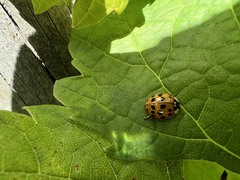 Harmonia axyridis