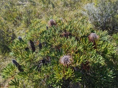 Banksia collina