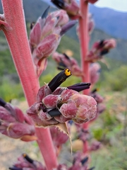 Puya coerulea