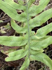 Phlebodium pseudoaureum
