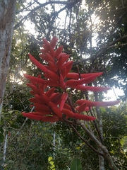 Erythrina americana