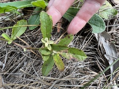 Croton glandulosus