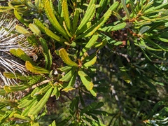 Banksia collina