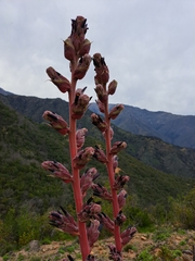 Puya coerulea