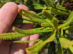 Banksia collina