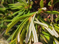 Banksia collina