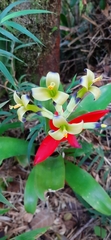 Billbergia amoena