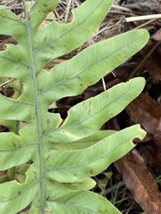 Phlebodium pseudoaureum