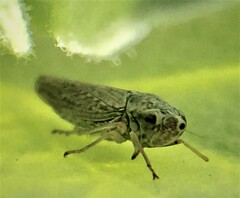 Amphigonalia severini