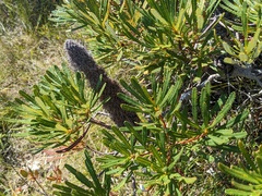 Banksia collina