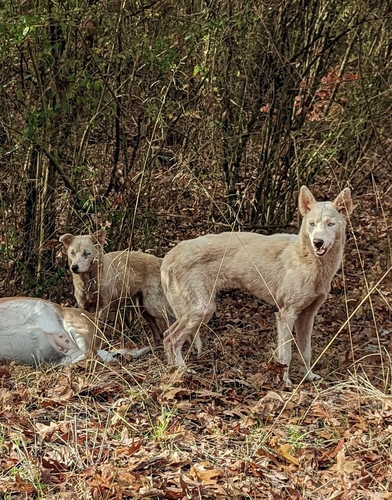 Eating a freshly dead deer. Their eyes appeared completely w