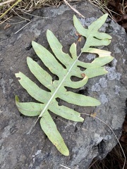 Phlebodium pseudoaureum