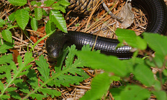 Pseudopus apodus levantinus