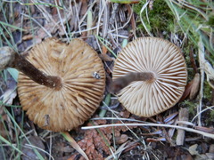 Inocybe dulcamara