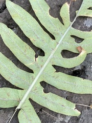 Phlebodium pseudoaureum