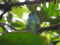 Trogon rufus