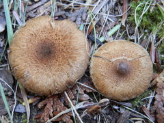 Inocybe dulcamara