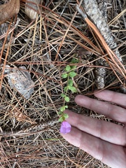 Rhexia nuttallii