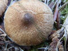 Inocybe dulcamara