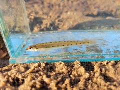 Ammocrypta pellucida