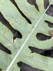 Phlebodium pseudoaureum