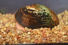 Alasmidonta marginata