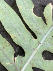 Phlebodium pseudoaureum