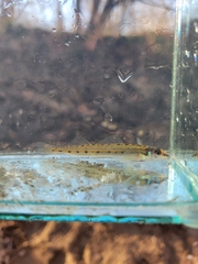Ammocrypta pellucida