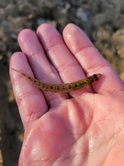 Ammocrypta pellucida