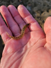 Ammocrypta pellucida