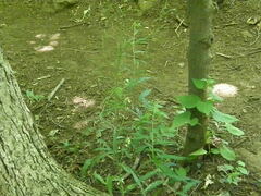 Borodinia canadensis