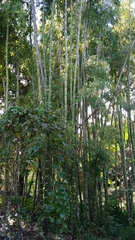 Phyllostachys edulis