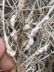Rhopalomyia chrysothamni