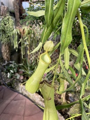 Nepenthaceae